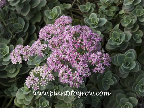 Sedum Lime Zinger (August 11)